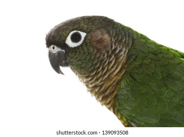 Pyrrhura Parrot Pet Bird