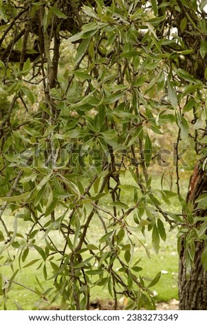 Pyrus salicifolia tree in nature