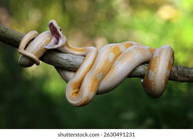 python, albino, albino python, photo of an albino python perched on a tree branch