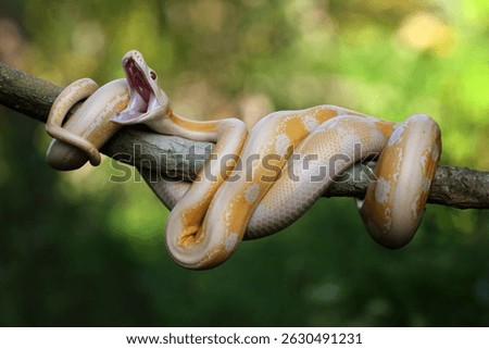 python, albino, albino python, photo of an albino python perched on a tree branch