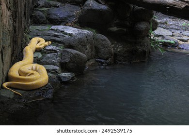 Python albino refers to a genetic mutation in pythons that results in a lack of pigmentation, causing them to have white or pale scales. This mutation is known as albinism.