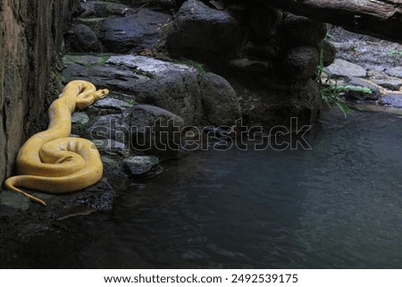 Python albino refers to a genetic mutation in pythons that results in a lack of pigmentation, causing them to have white or pale scales. This mutation is known as albinism.