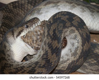 Python Amethyst Snake Eating A Chick