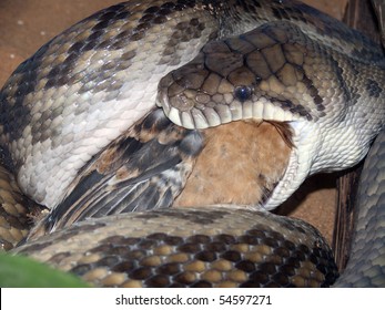 Python Amethyst Snake Eating A Chick