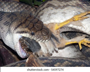 Python Amethyst Snake Eating A Chick