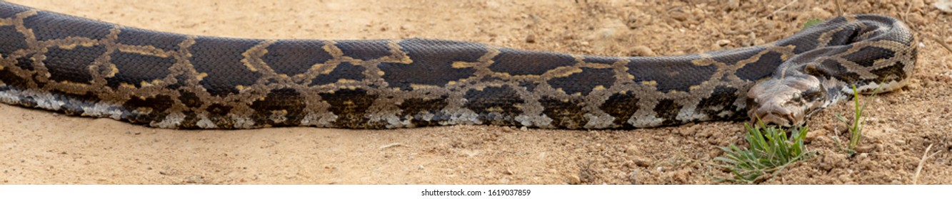 384 Reptiles Karnataka Images, Stock Photos & Vectors | Shutterstock