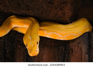 Python bivittatus albino or Python albino is A yellow snake is curled up on a rock. The snake is looking up at the camera