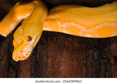 Python bivittatus albino or Python albino is A yellow snake is curled up on a rock. The snake is looking up at the camera