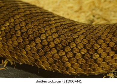 1,317 Angry python Images, Stock Photos & Vectors | Shutterstock