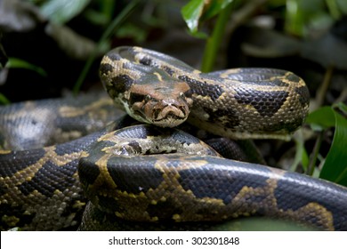 indian python wallpapers
