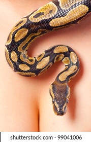 Python crawling over young woman's body.