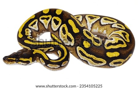 Python: Eaten in some places, its meat is often likened to chicken or fish.