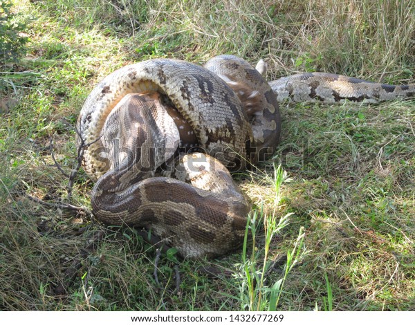 burmese python eats deer