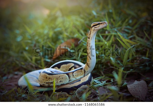 Python Garden Snake Stock Photo 1168065586 | Shutterstock