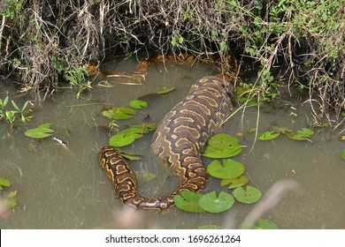 
A python inside water but with stoach out of water.