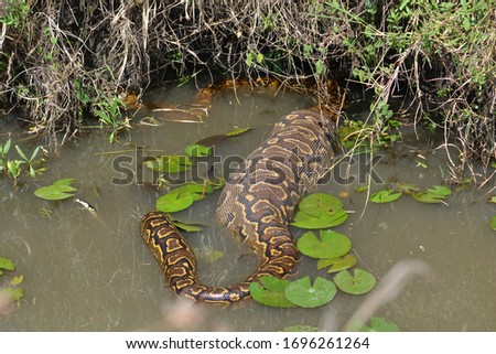 
A python inside water but with stoach out of water.