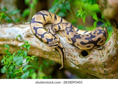 A python lies on the ground and on rocks in the wild.Close-up of a boa constrictor on a tree. Snake skin. Reptile.