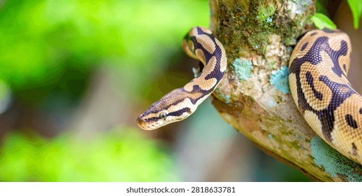 A python lies on the ground and on rocks in the wild.Close-up of a boa constrictor on a tree. Snake skin. Reptile.
