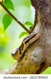 A python lies on the ground and on rocks in the wild.Close-up of a boa constrictor on a tree. Snake skin. Reptile.