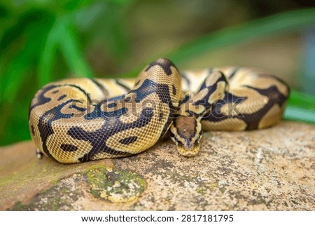 A python lies on the ground and on rocks in the wild. A close-up of a boa constrictor on a rock. Snake skin. Reptile.