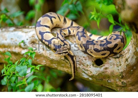 A python lies on the ground and on rocks in the wild.Close-up of a boa constrictor on a tree. Snake skin. Reptile.