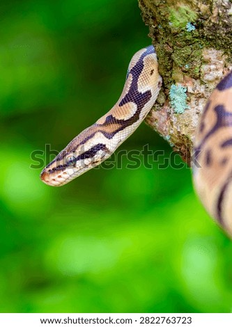 A python lies on the ground and on rocks in the wild.Close-up of a boa constrictor on a tree. Snake skin. Reptile.