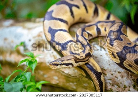 A python lies on the ground and on rocks in the wild.Close-up of a boa constrictor on a tree. Snake skin. Reptile.