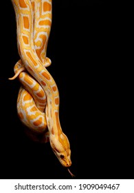 846 Large yellow python Images, Stock Photos & Vectors | Shutterstock