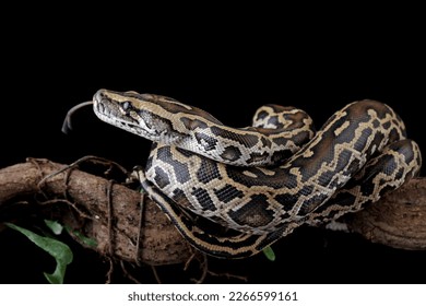 Python molurus bivittatus isolated on black background, Burmese python snake on branch, non-venomous snake