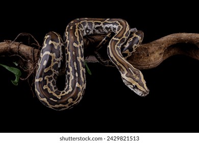 Python molurus bivittatus isolated on black background, Burmese python snake on branch, non-venomous snake