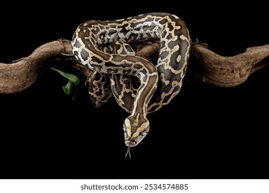 Python molurus bivittatus isolated on black background, Burmese python snake on branch, non-venomous snake