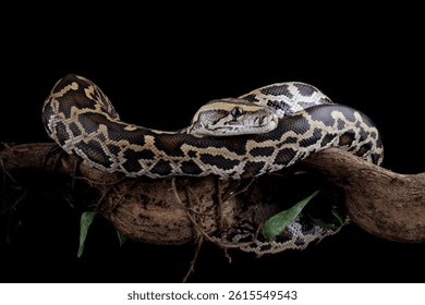 Python molurus bivittatus isolated on black background, Burmese python snake on branch, non-venomous snake