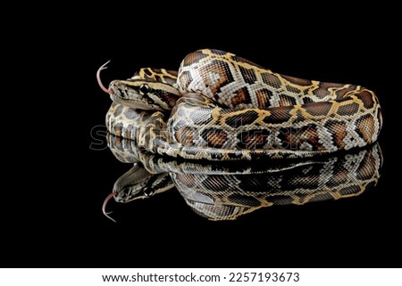 Python molurus bivittatus isolated on black background, Burmese python snake, non-venomous snake
