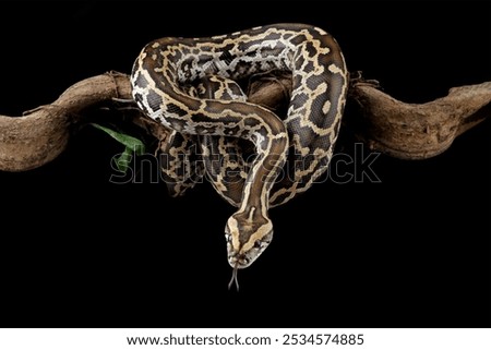 Python molurus bivittatus isolated on black background, Burmese python snake on branch, non-venomous snake