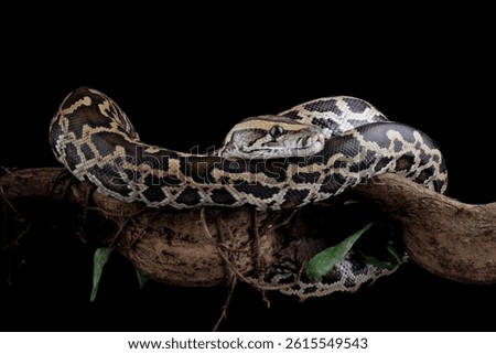 Python molurus bivittatus isolated on black background, Burmese python snake on branch, non-venomous snake