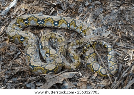 Python on the ground. Reticulated python (Malayopython reticulatus) with body coiled on the ground. Python in the wild.