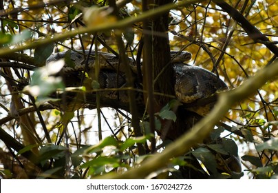 Python Resting On Tree At Pobitora Wildlife Sanctuary .