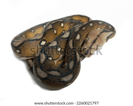 python reticulatus morph tiger motley sunfire close up white background