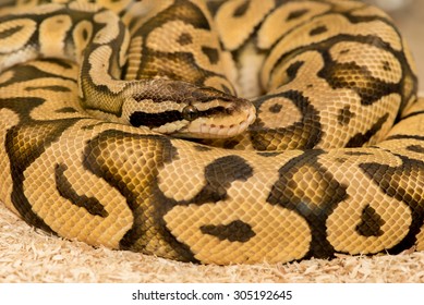 Firefly Ball Python Python Regius Stock Photo (Edit Now) 306447905