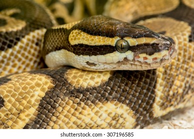 Python Royal Python