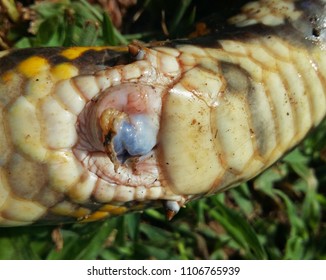 Penus Snake