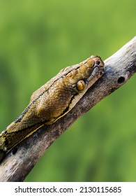 A python sitting on a tree branch.