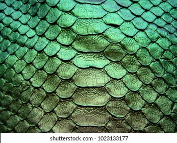 Python skin texture. Green python skin. An animated background. Texture of snake leather skin.