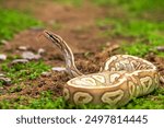 Python snake close up shot. Reticulated python crawling on the ground. head shot of  python snake in wild with green background. python with tongue out against a nature background