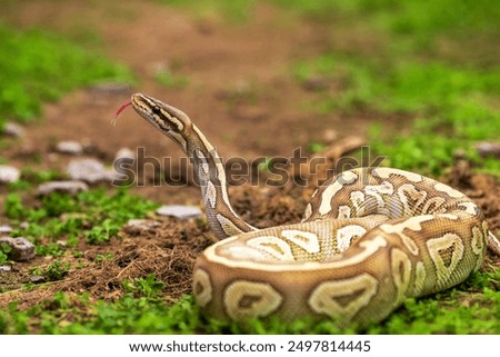 Python snake close up shot. Reticulated python crawling on the ground. head shot of  python snake in wild with green background. python with tongue out against a nature background