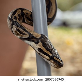 A python snake is coiled around a metal pole, blending seamlessly with its surroundings with its patterned scales. It appears alert and cautious, possibly in a resting or hunting position.