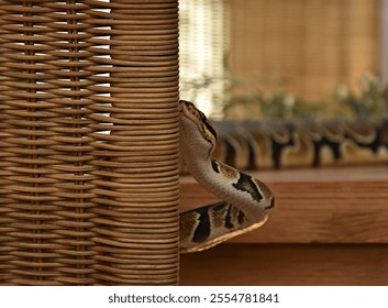 python snake crawling on wicker chair in house
