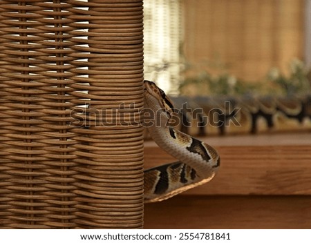 python snake crawling on wicker chair in house