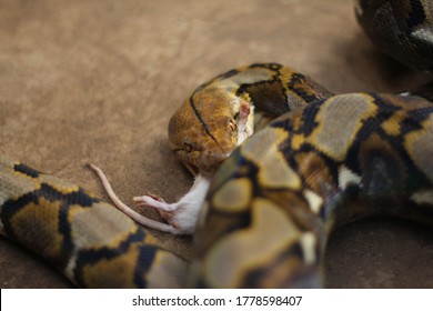 Python Snake Is Eating Its Food.