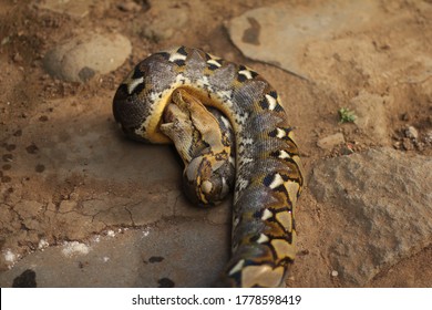 Python Snake Is Eating Its Food.